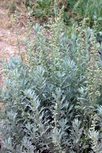 absinth_wormwood absinth_wormwood