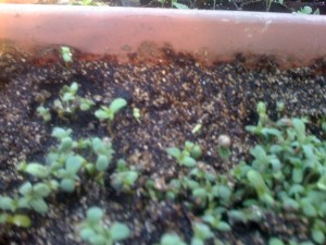 img_0143 img_0143