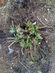 wormwood after the deer got through with it at first thaw